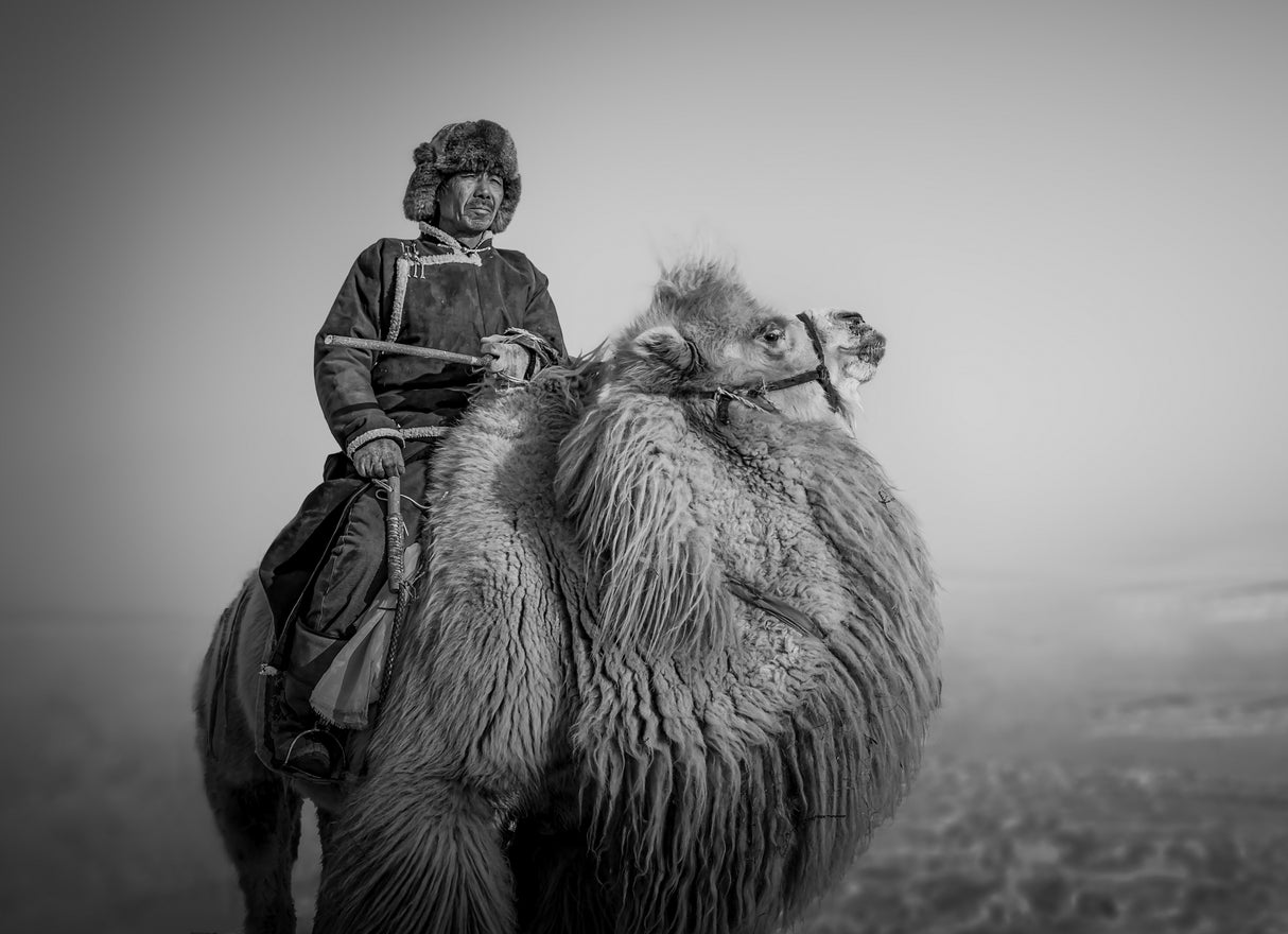 Farmer and His Camel Poster och Canvastavla