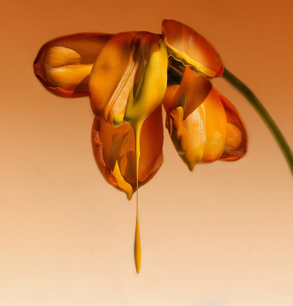 Tears of a flower Poster och Canvastavla