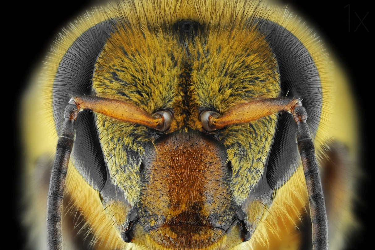 Yellow-Faced Bee Poster och Canvastavla