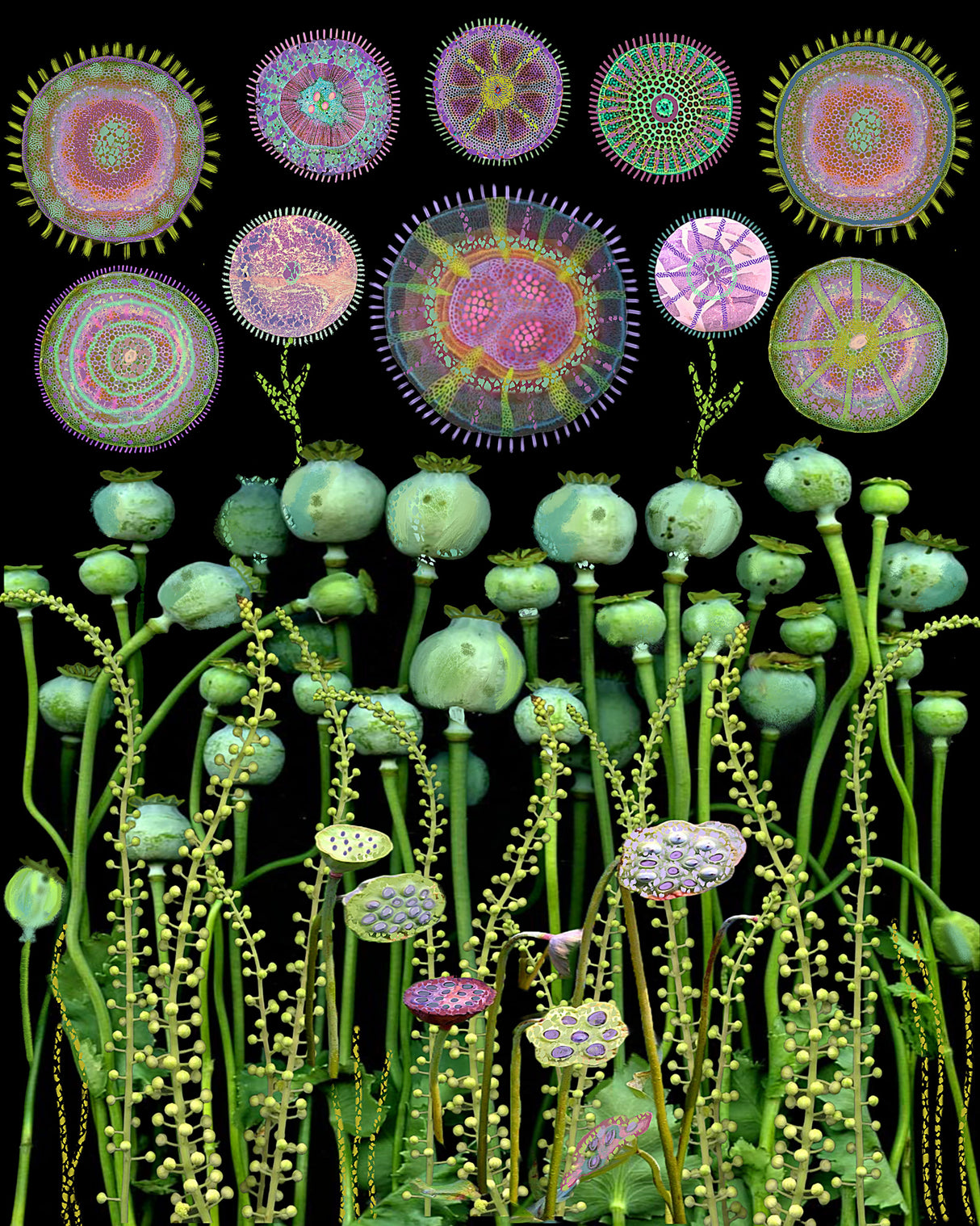 Poppy Floral Meadow.png Poster och Canvastavla