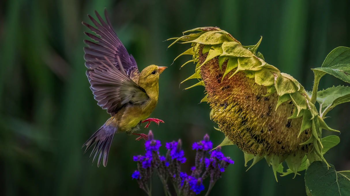 Goldfinch Poster och Canvastavla