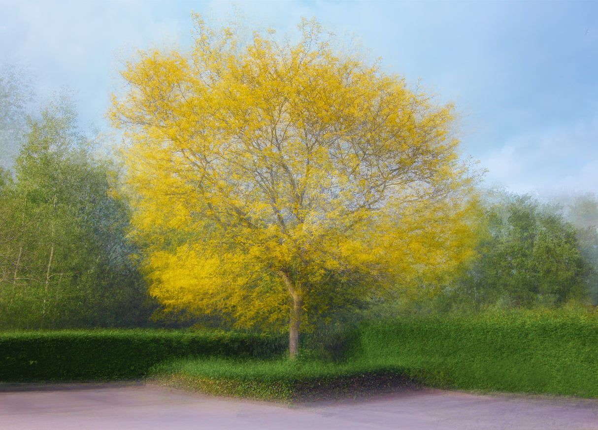 Yellow Poster och Canvastavla
