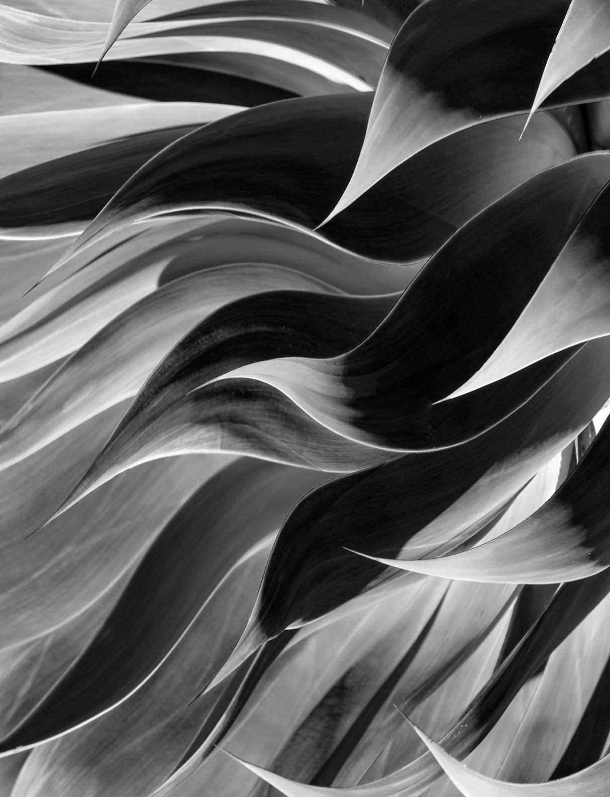 Winter leaves abstract Poster och Canvastavla