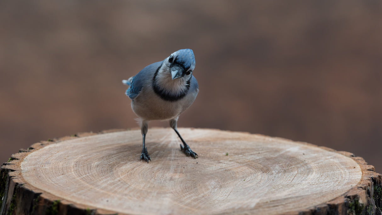 Blue jay : My regards Poster och Canvastavla
