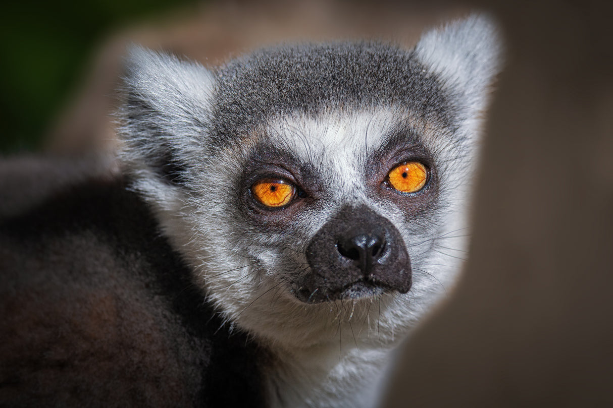 Madagascar Lemur Poster och Canvastavla
