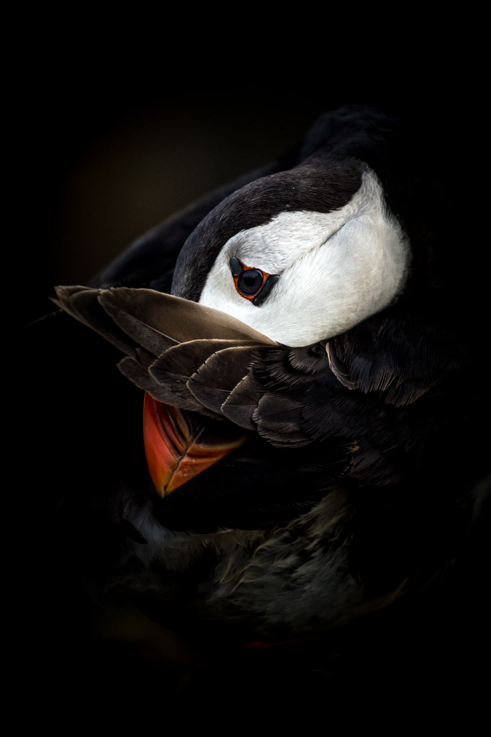 The Shy Puffin Poster och Canvastavla