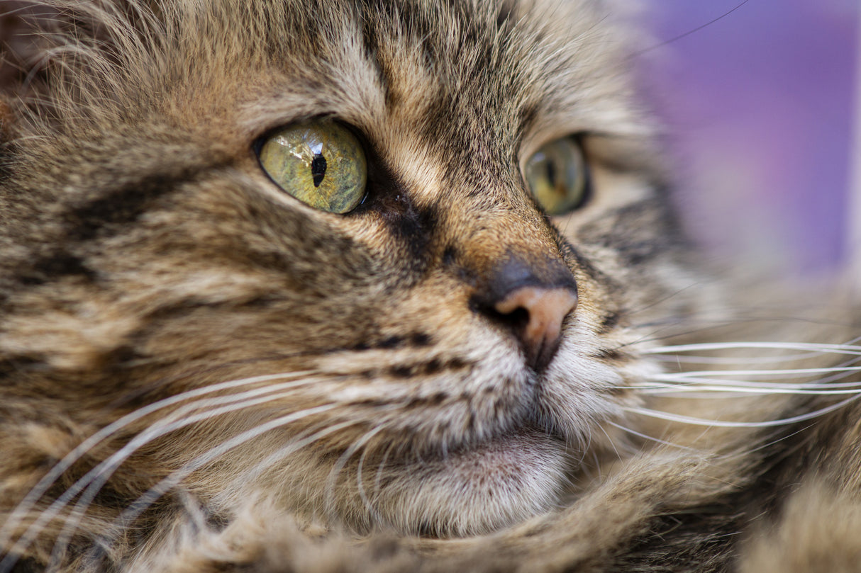 cute cat Poster och Canvastavla