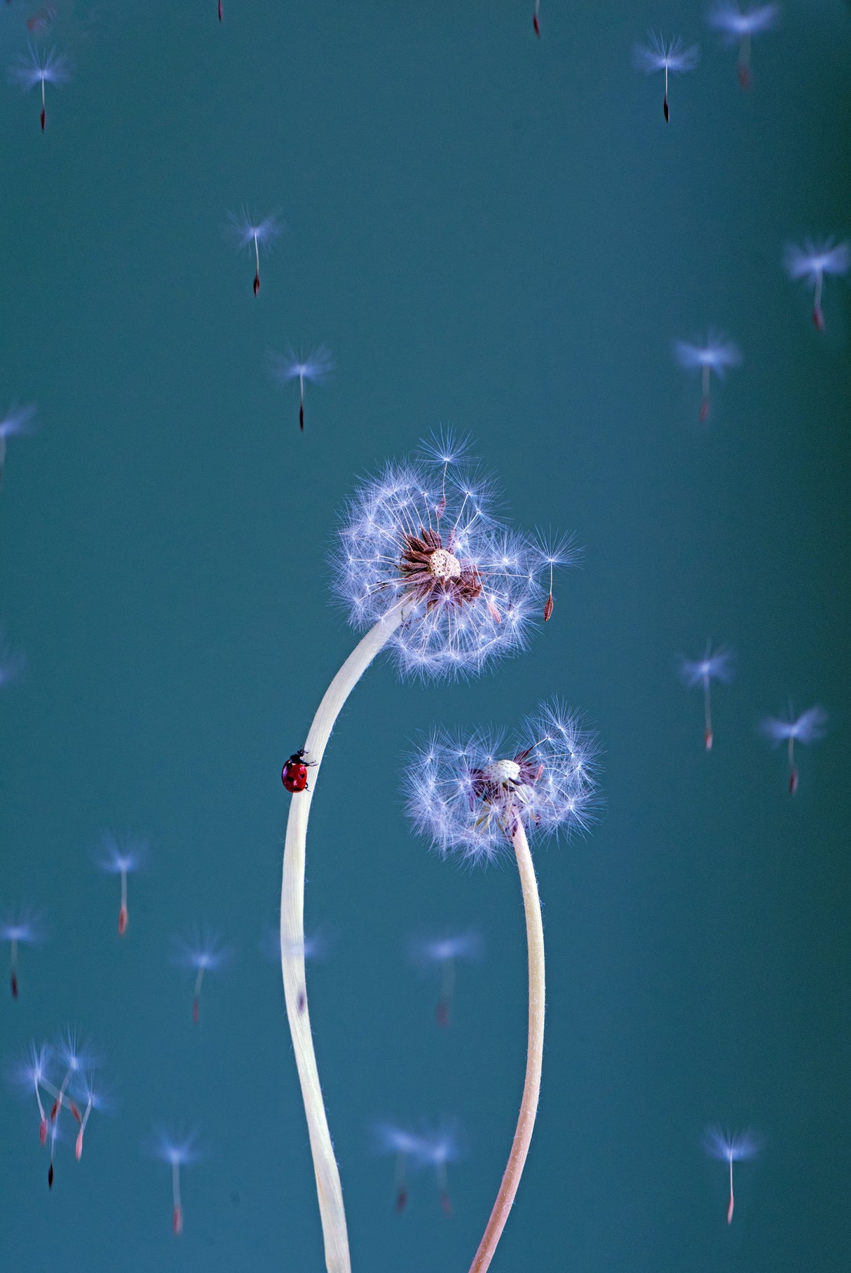 Dandelion dance Poster och Canvastavla