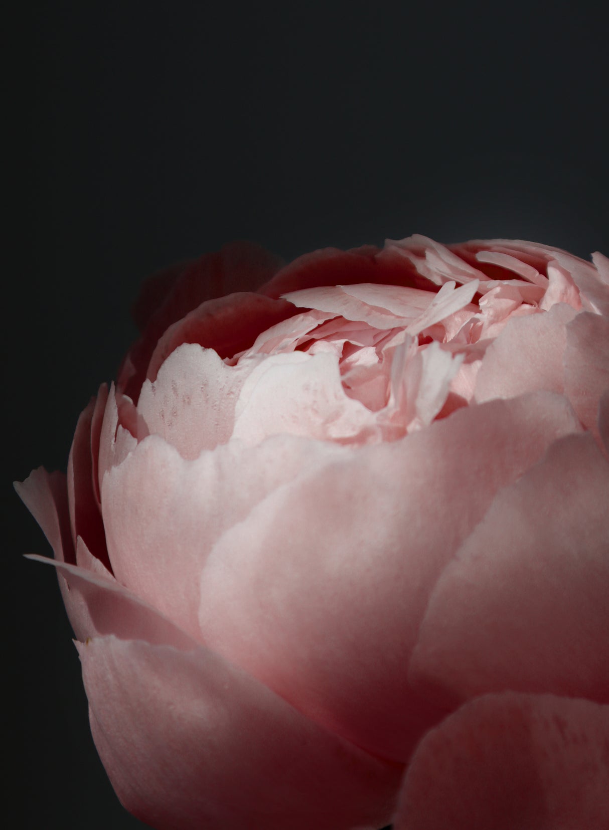Moody blush peony II Poster och Canvastavla