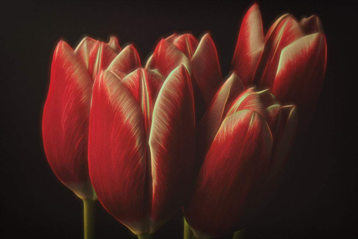 Flowers Poster och Canvastavla