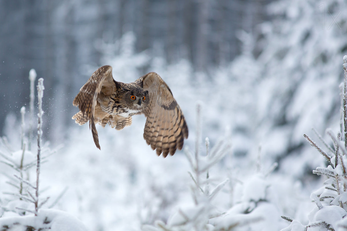 Eurasian eagle-owl Poster och Canvastavla