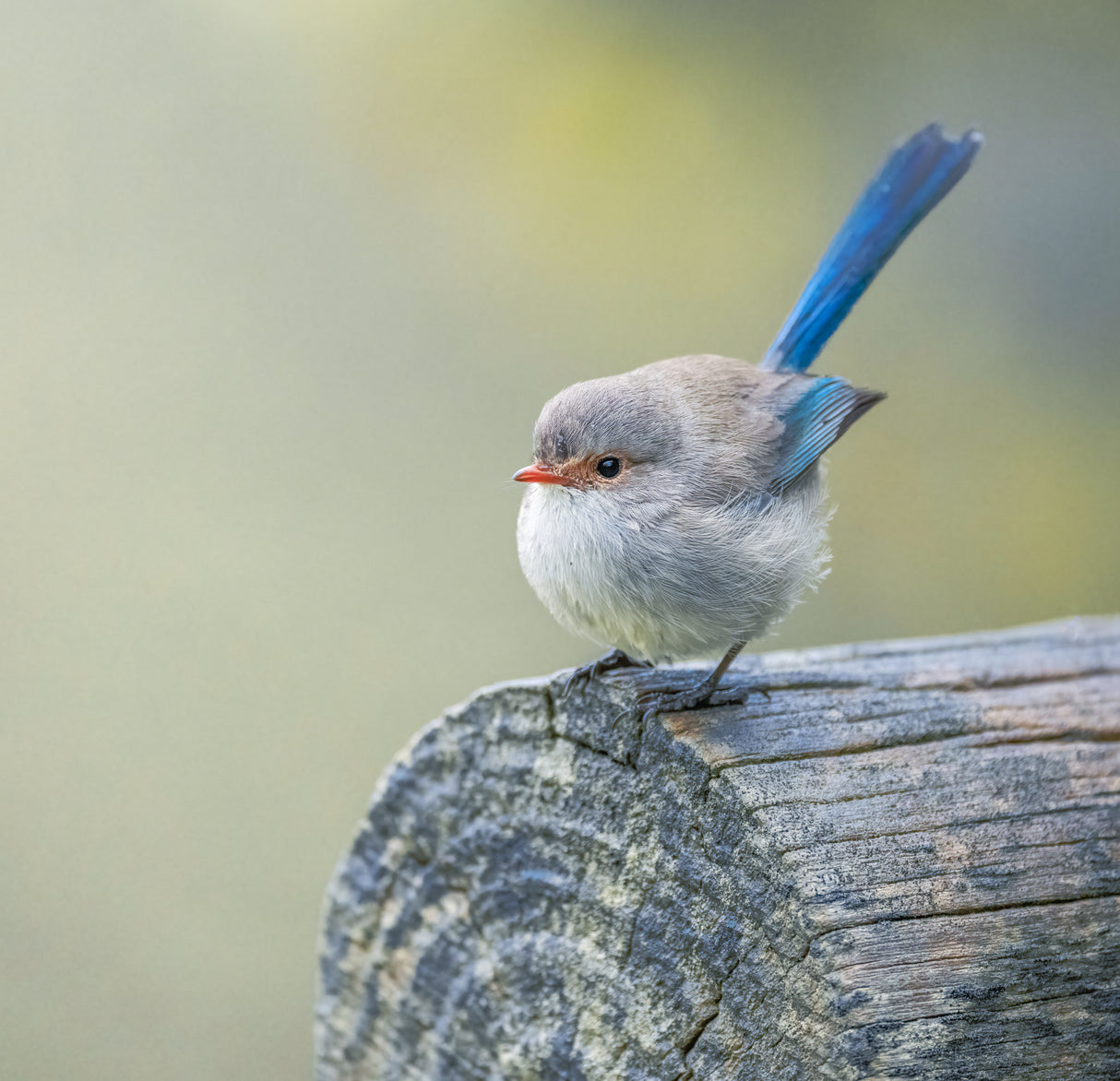 Splendid fairy wren Poster och Canvastavla