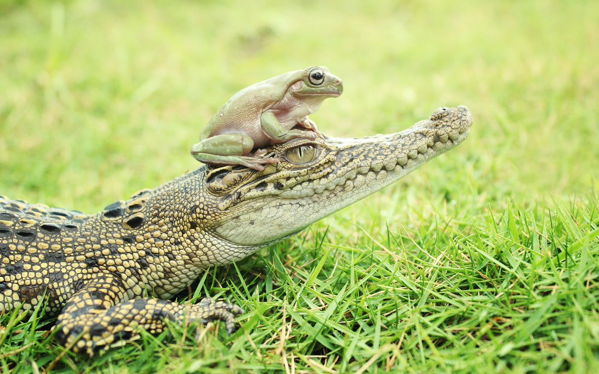 crocodile and toad Poster och Canvastavla
