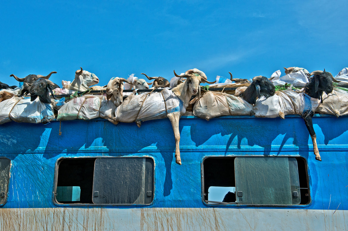 Goats on a Bus, Mali Poster och Canvastavla
