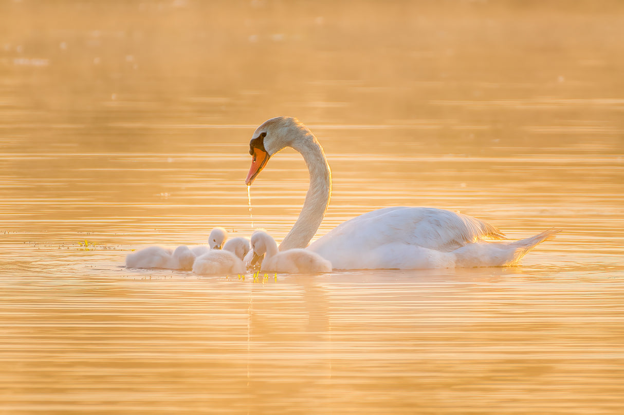 Swan Mother And Her Babies Poster och Canvastavla