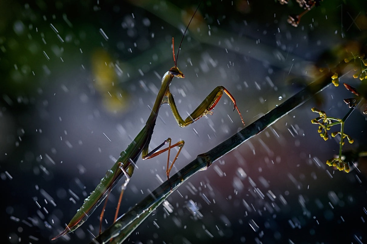 Mantis in the rain Poster och Canvastavla