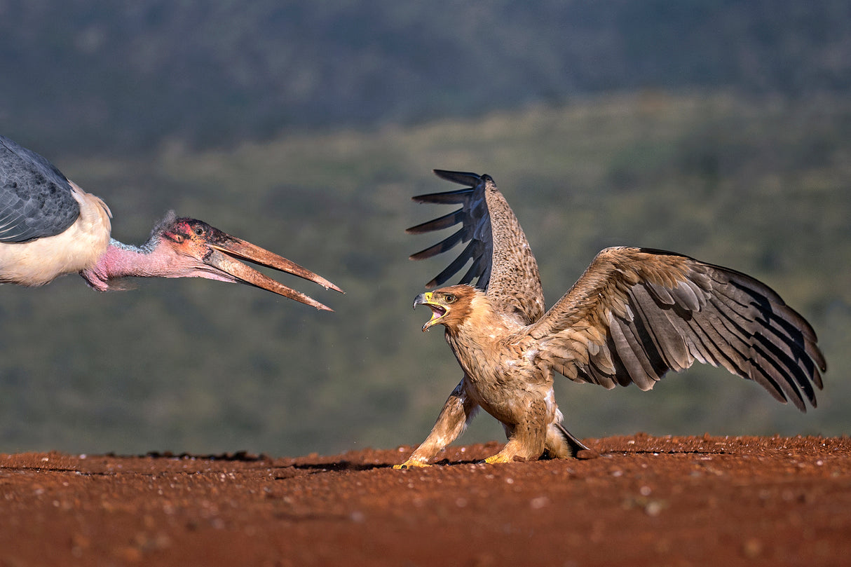 Marabou vs Tawny eagle Poster och Canvastavla
