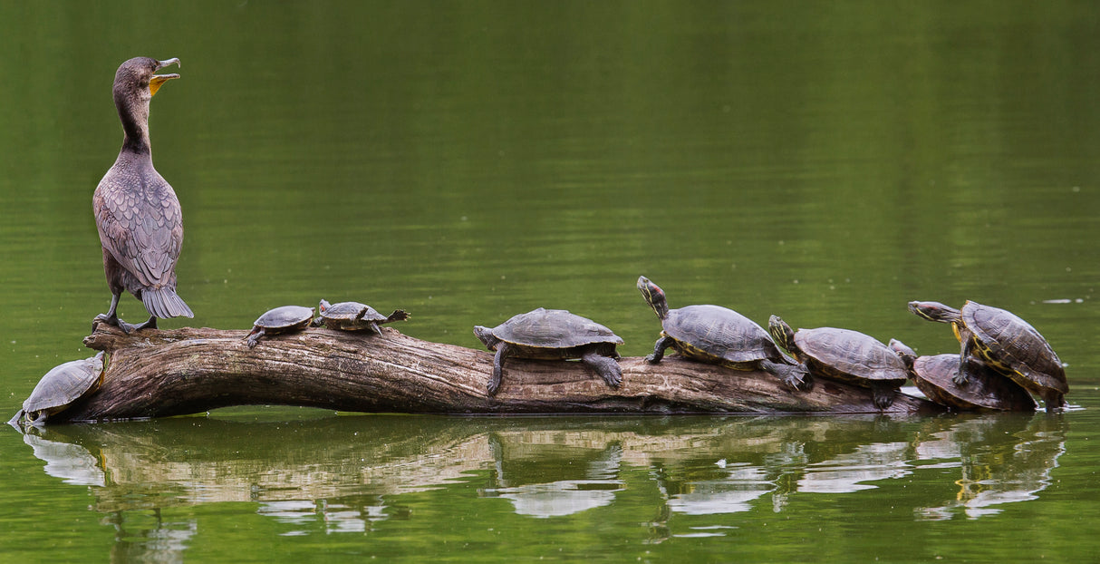 The Turtle King Poster och Canvastavla