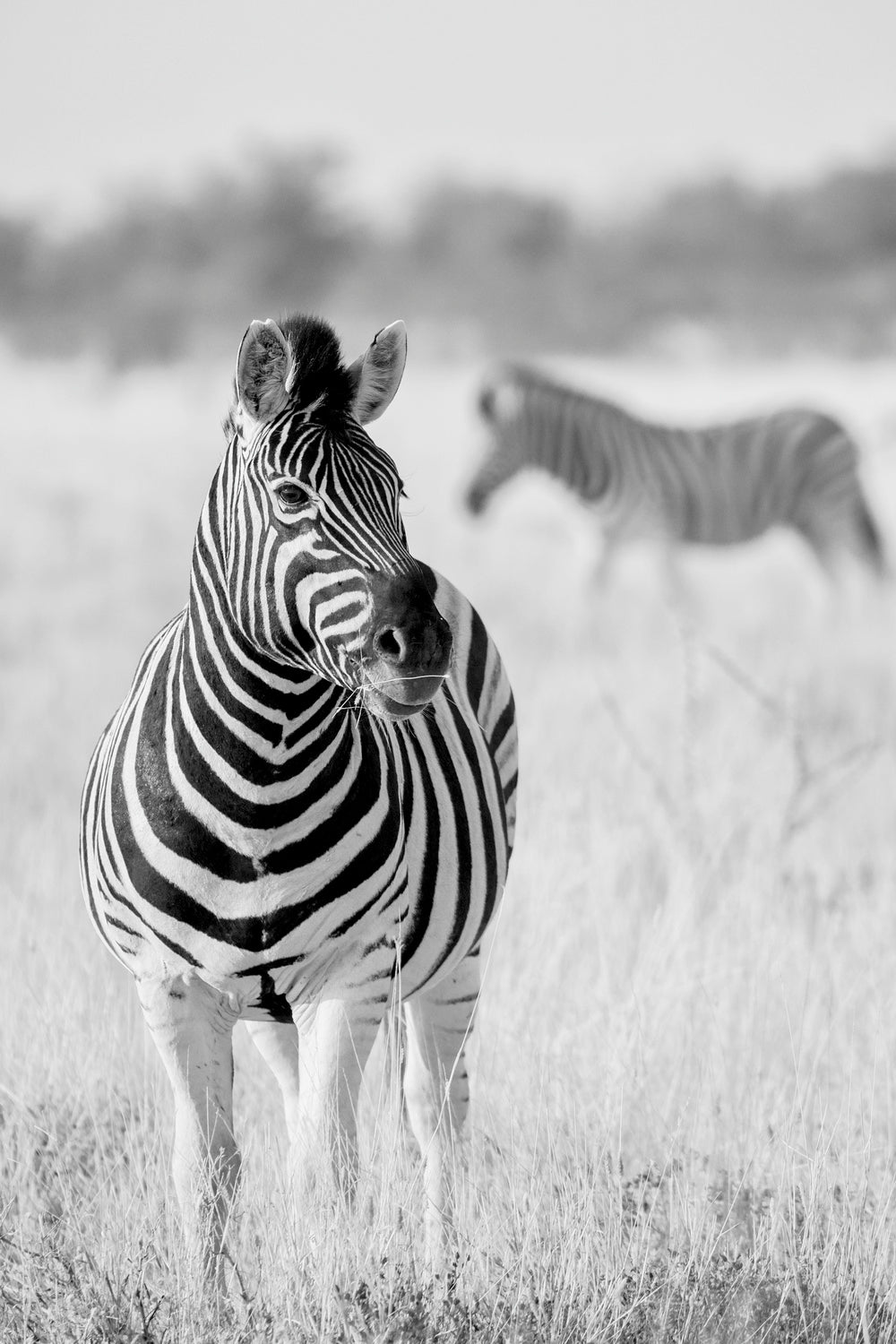 Zebra BW Poster och Canvastavla