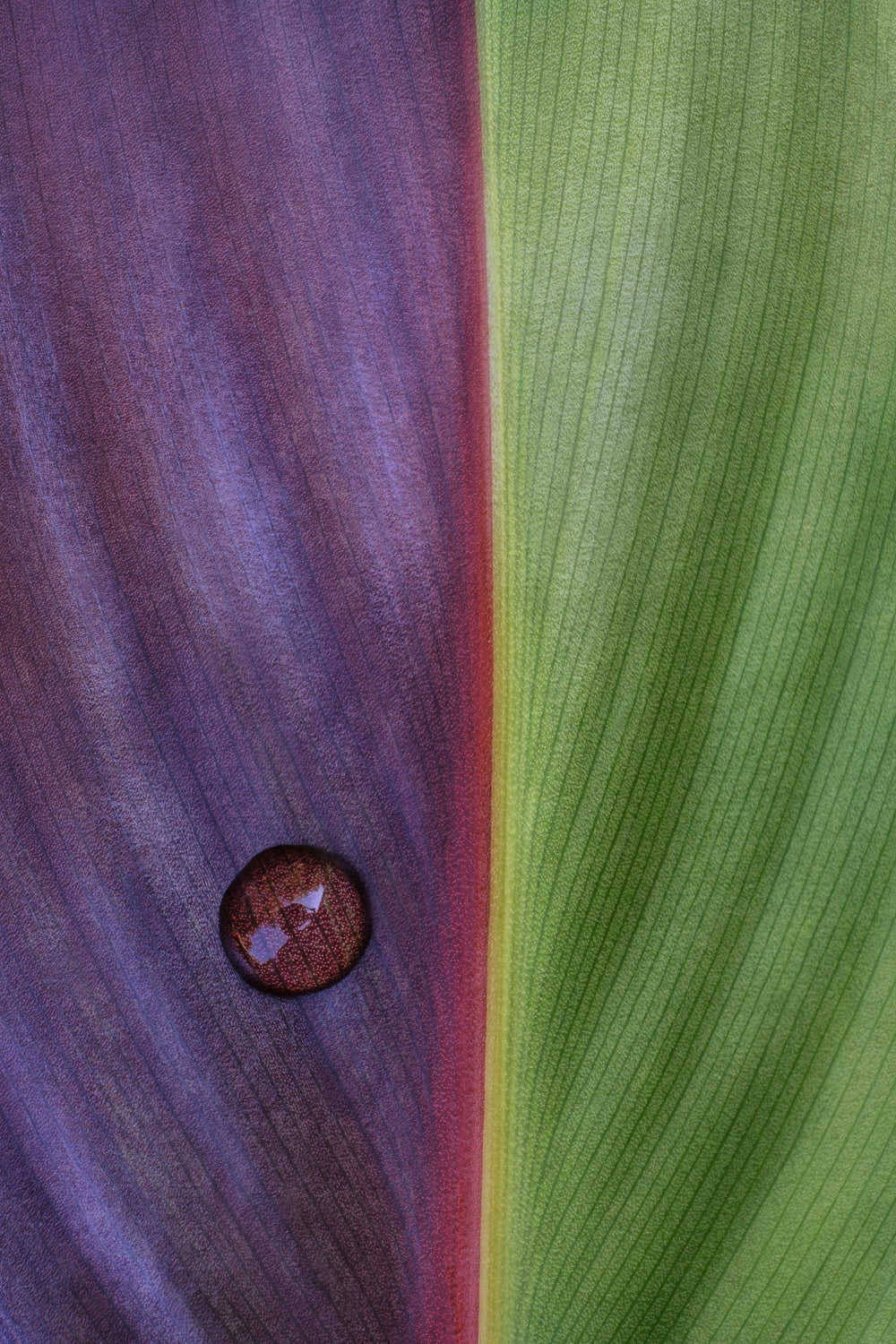 Canna Poster och Canvastavla