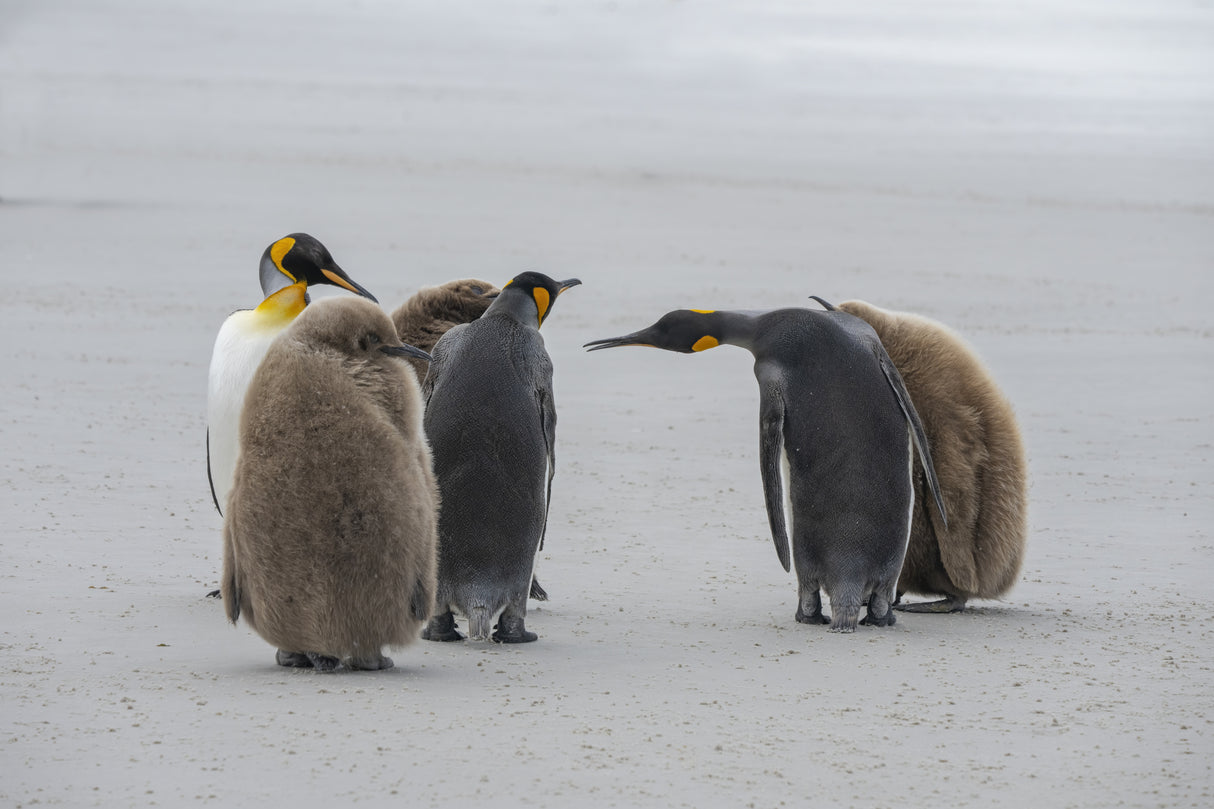 Greetings Among Penguins Poster och Canvastavla