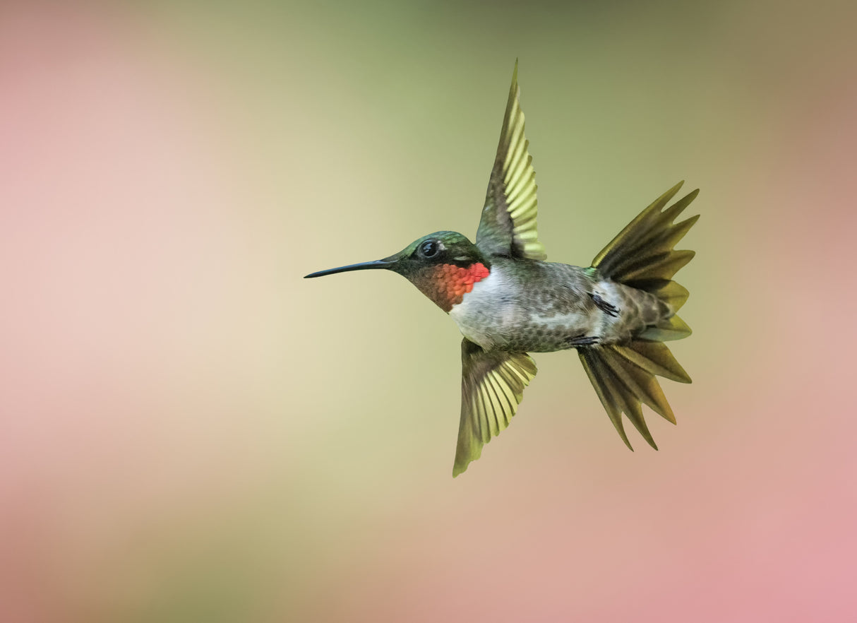 Hummingbird Poster och Canvastavla