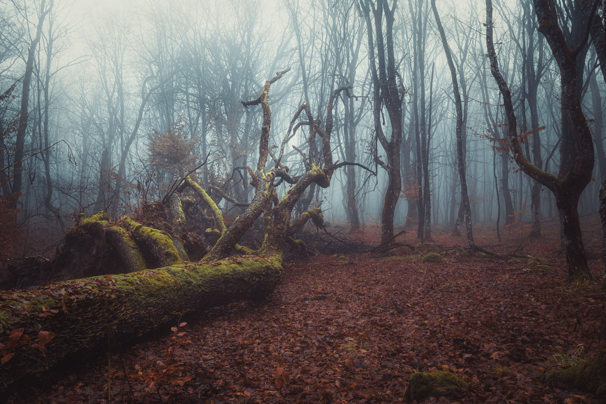 A foggy autumn forest morning Poster och Canvastavla