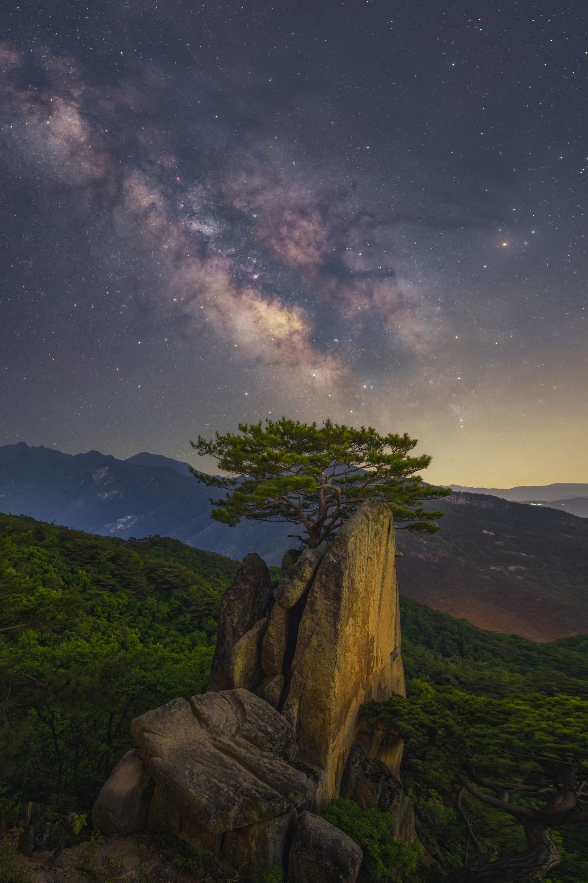 Lonely pine tree Poster och Canvastavla