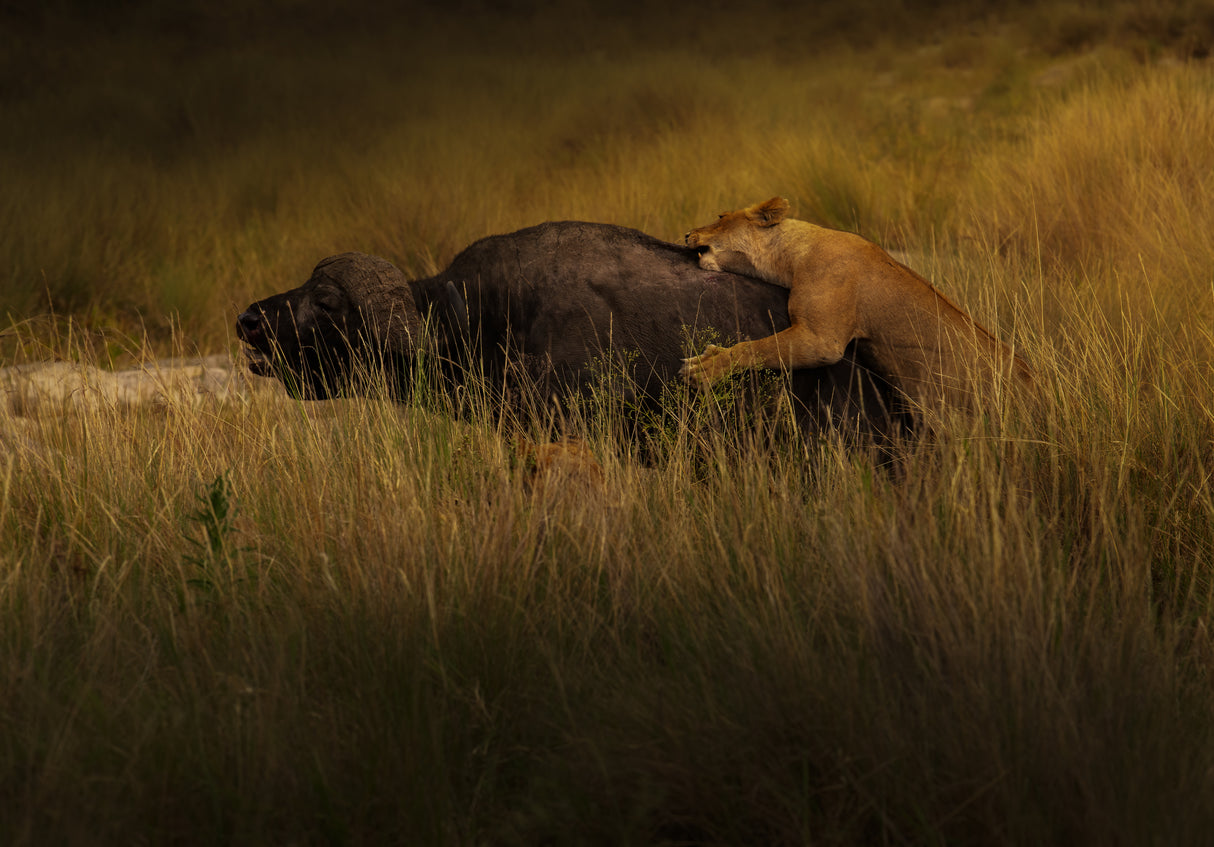 Lions Attack Buffalo Poster och Canvastavla