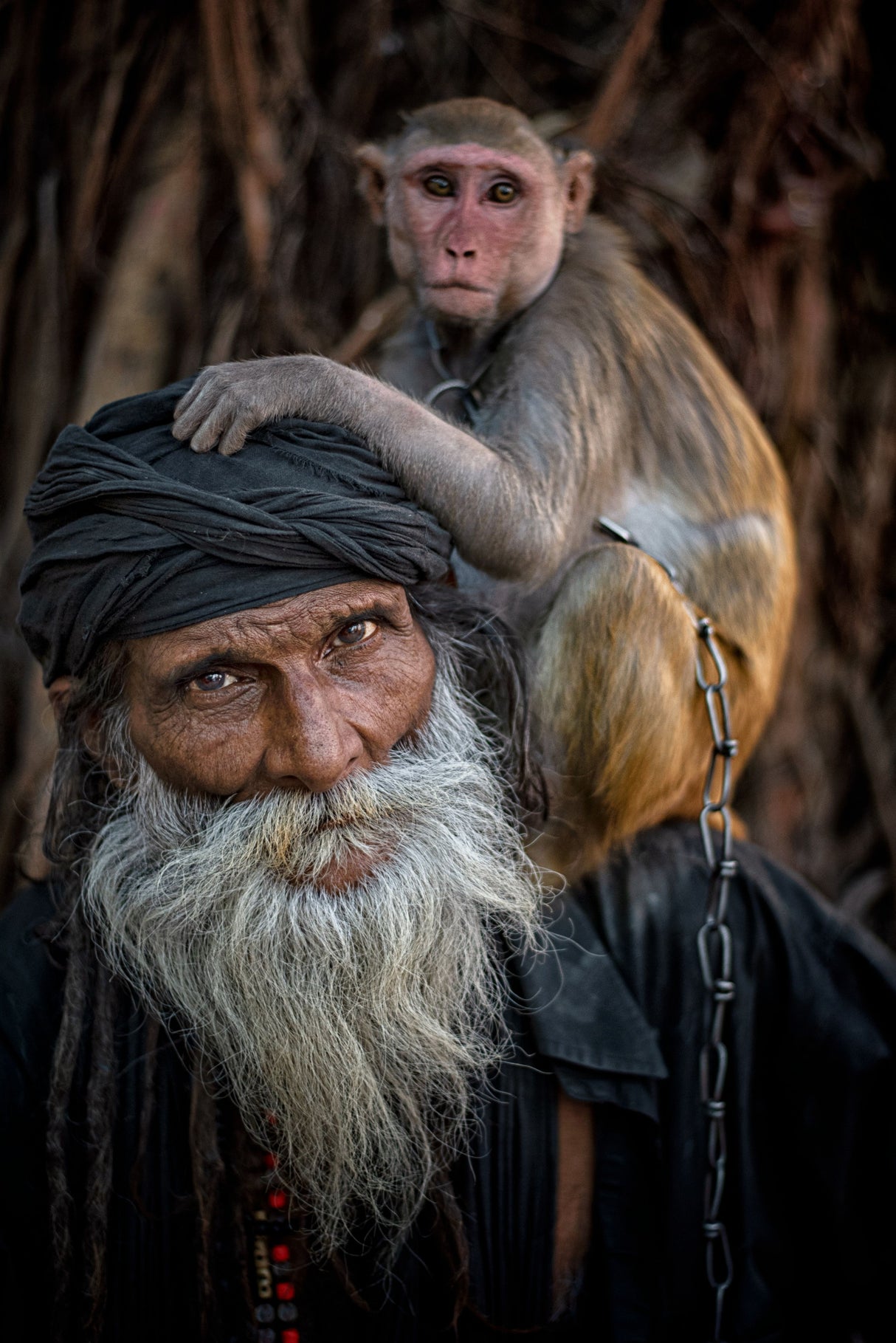 Monkey & Sadhu Poster och Canvastavla
