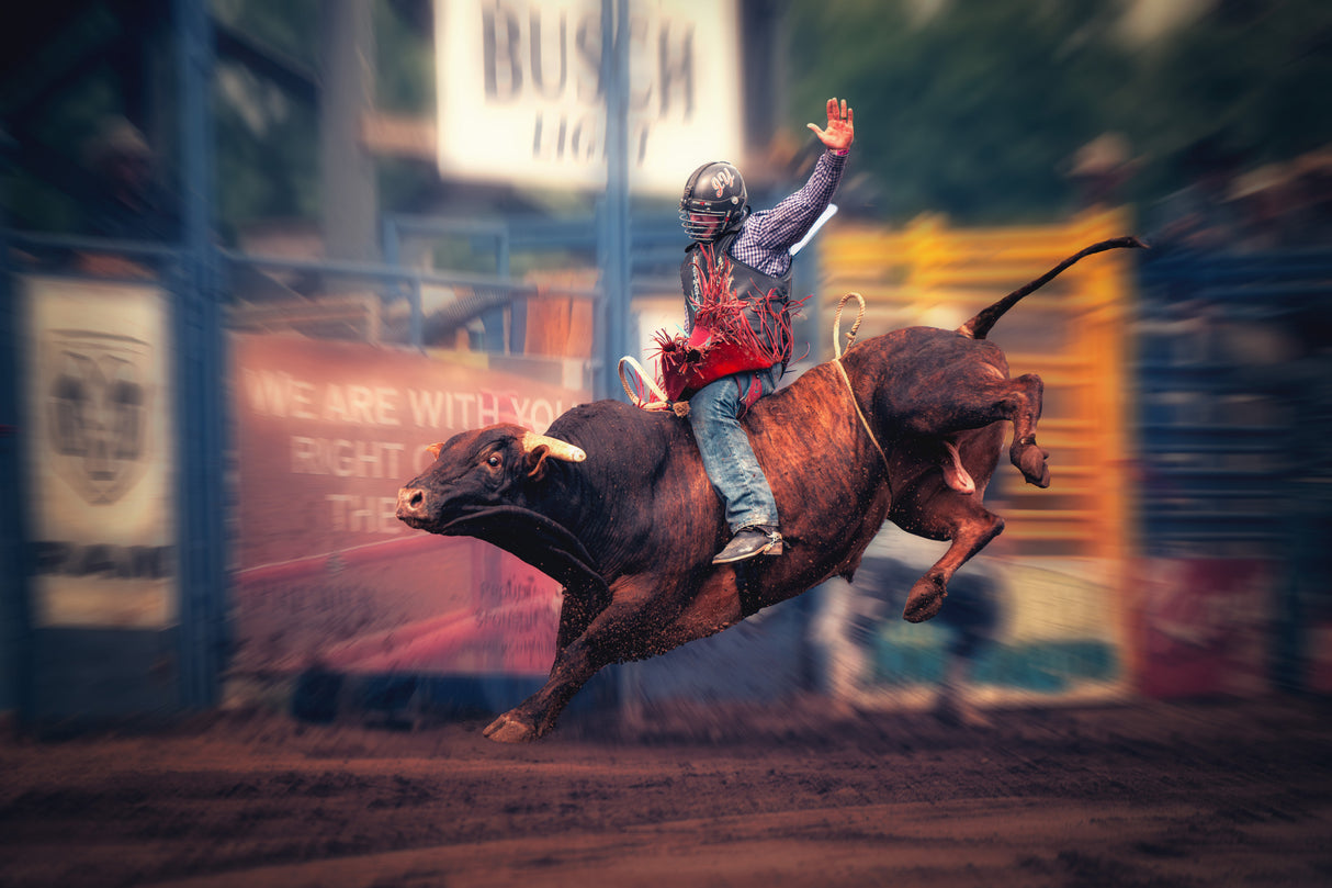 Bull Riding Poster och Canvastavla