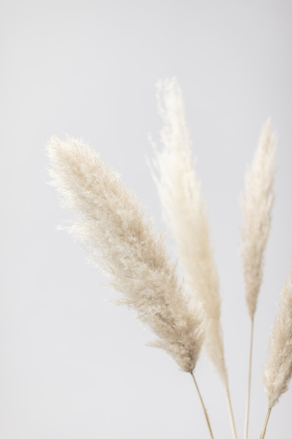 Pampas Grass Grey 08 Poster och Canvastavla