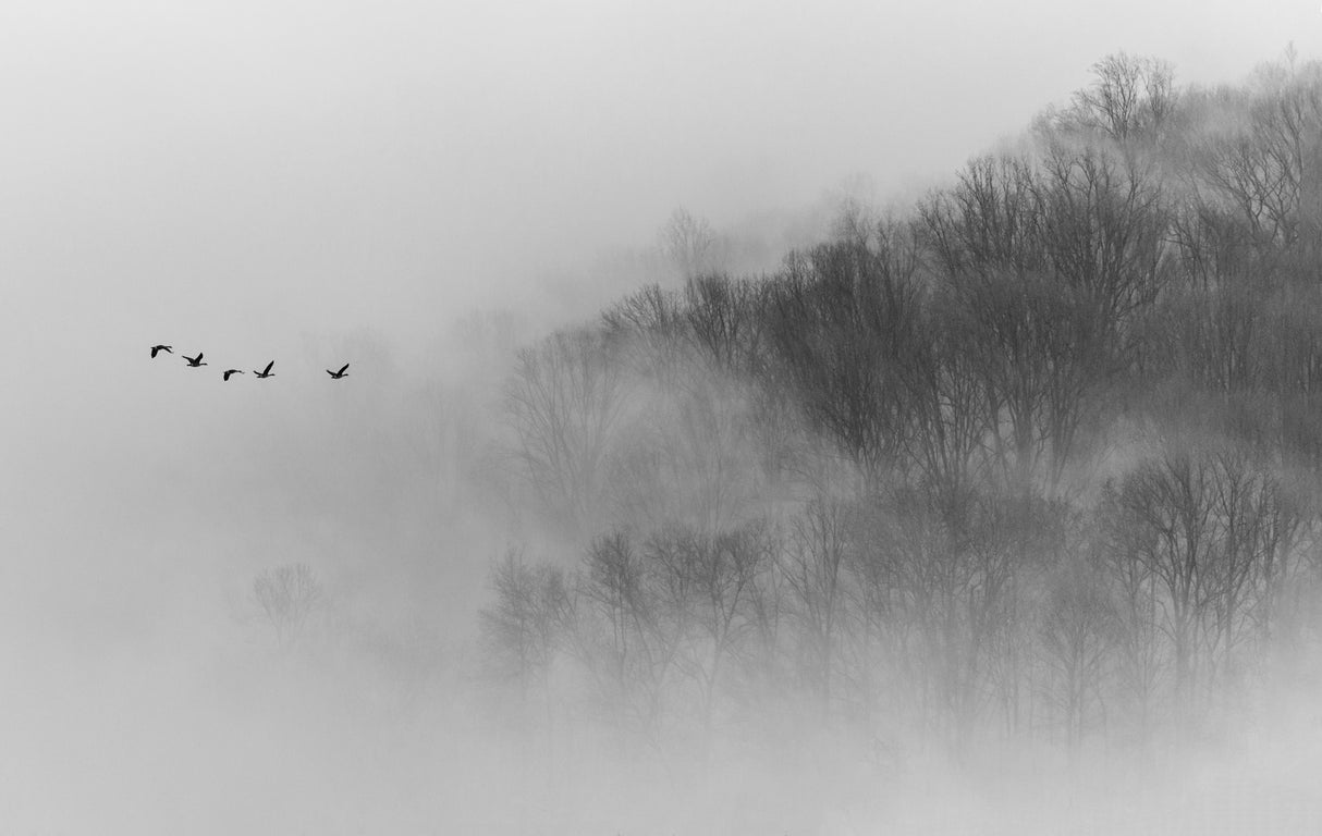 Above Mist Poster och Canvastavla