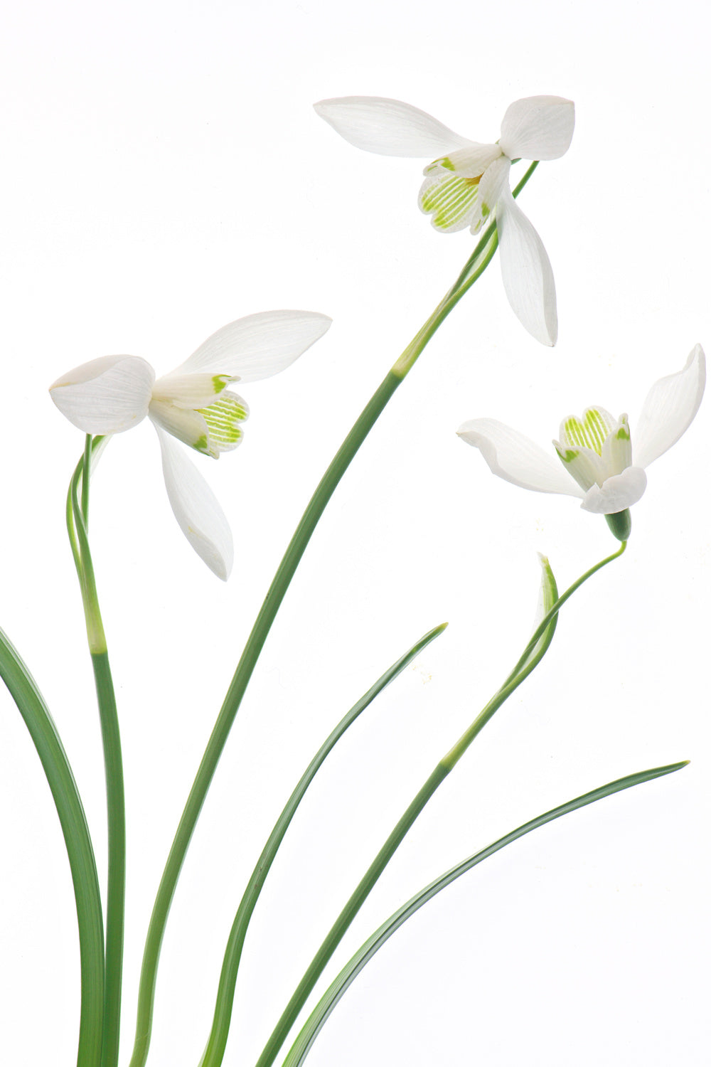 Purity Poster och Canvastavla