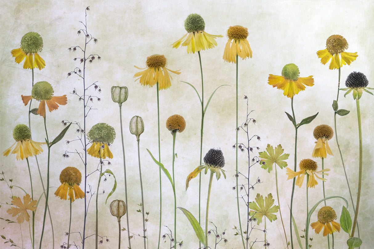 Helenium Poster och Canvastavla