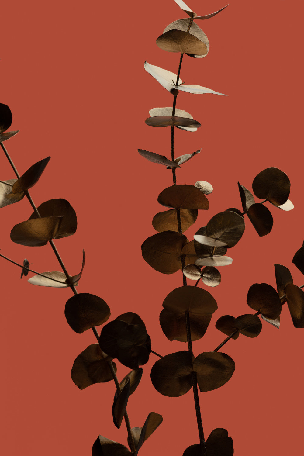 Eucalyptus Gold Rust 01 Poster och Canvastavla