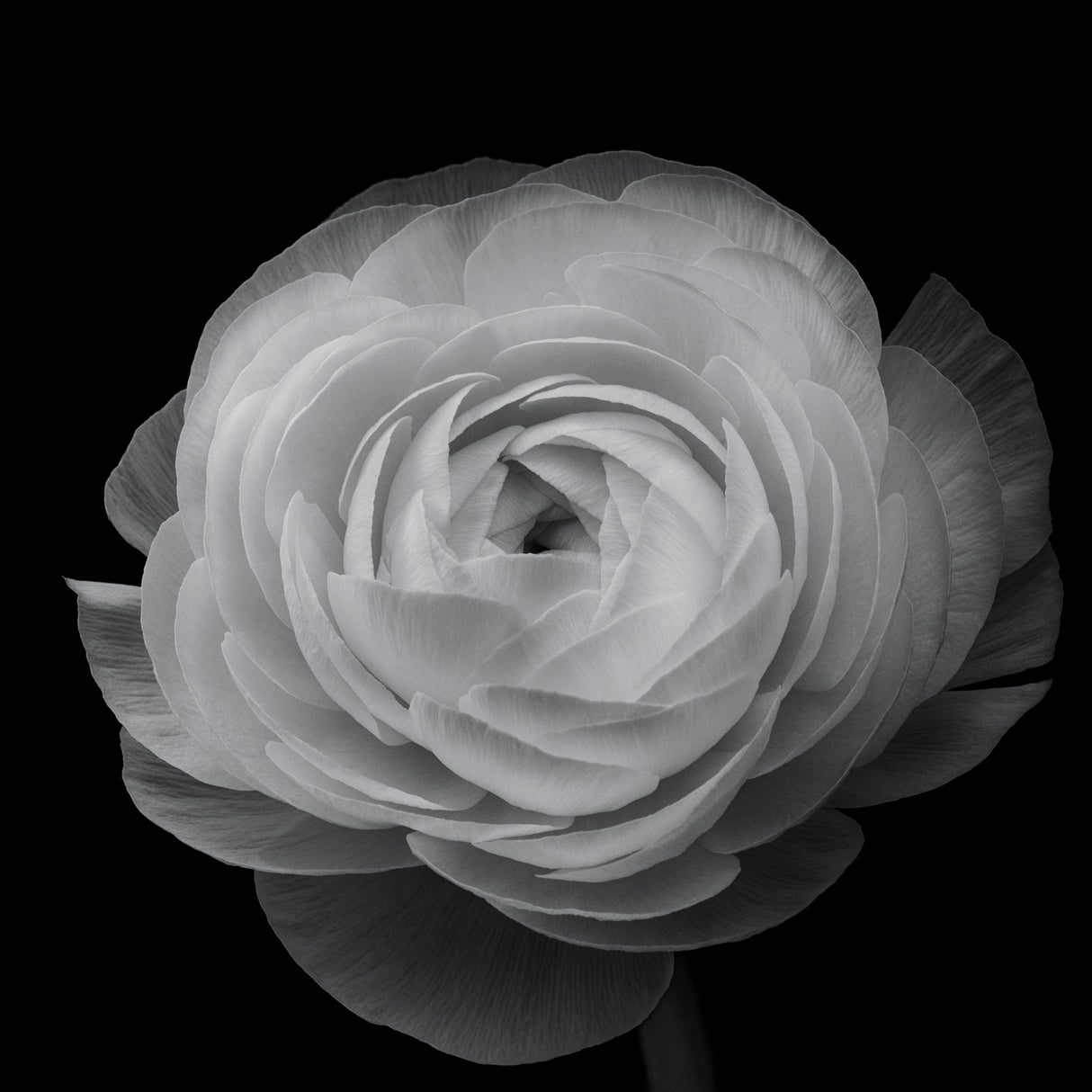 Ranunculus Poster och Canvastavla