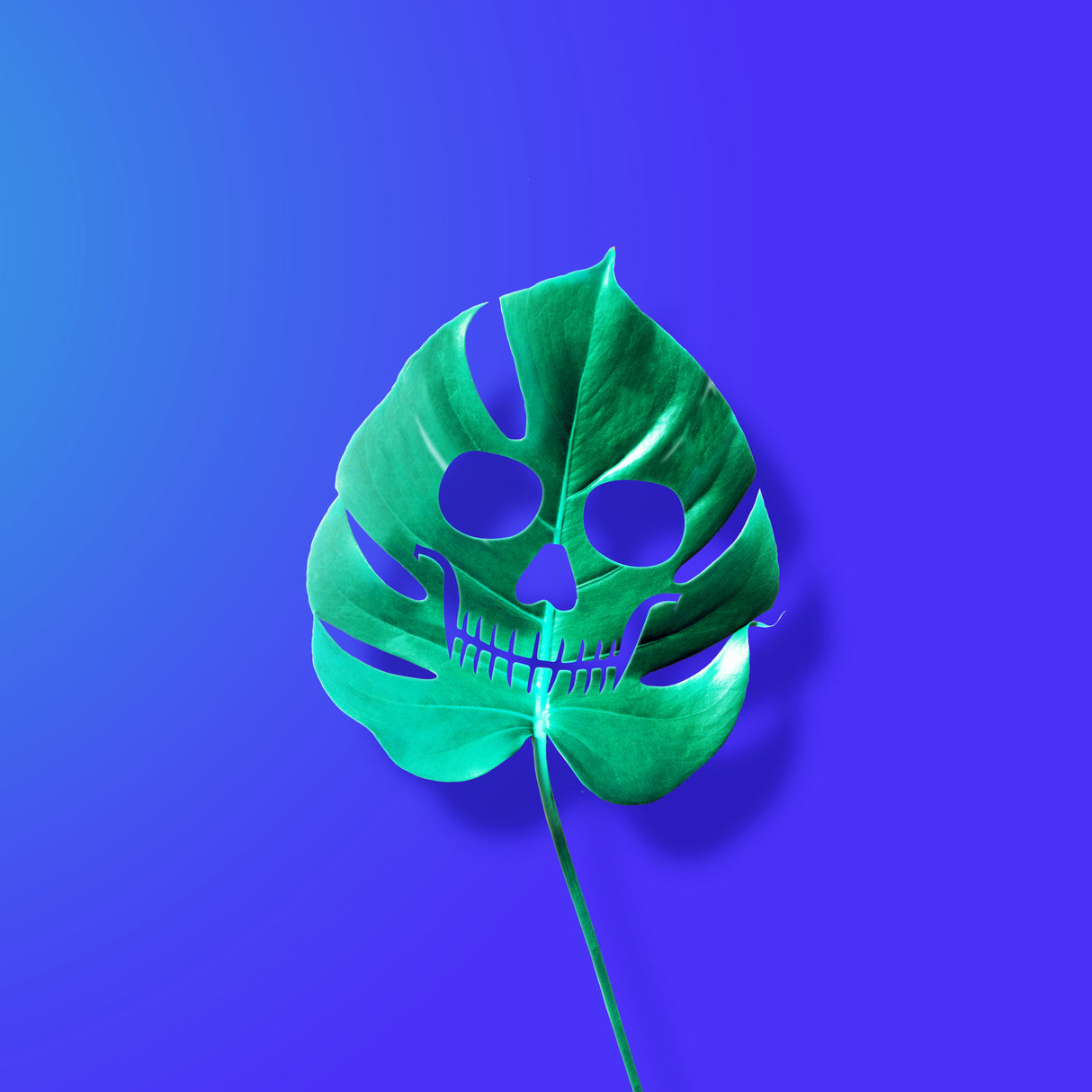 Monstera Poster och Canvastavla