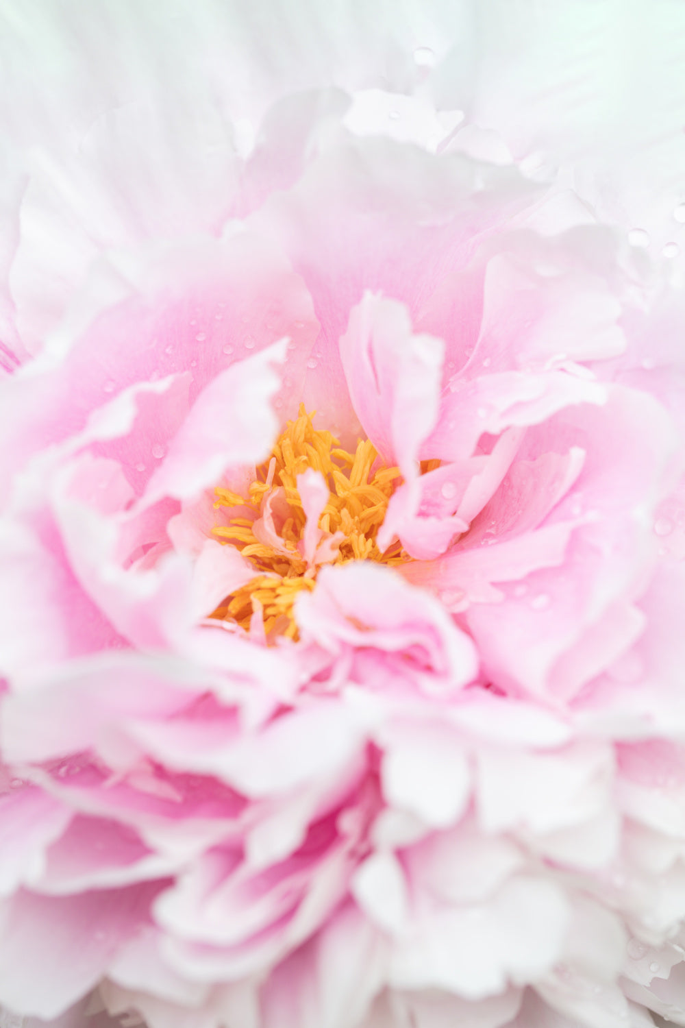 Peony_6 Poster och Canvastavla