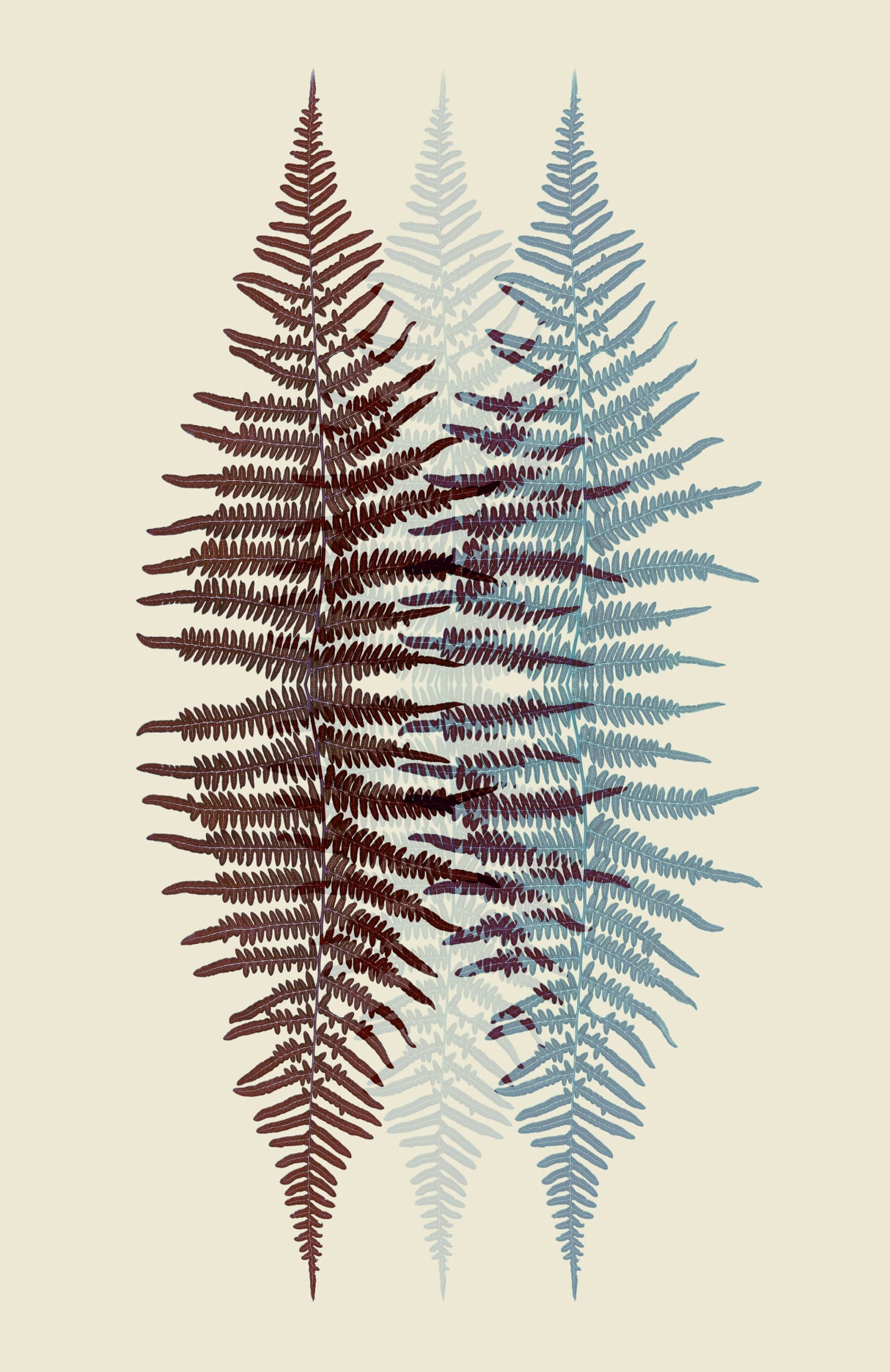 Chocolate and Teal Fern Poster och Canvastavla
