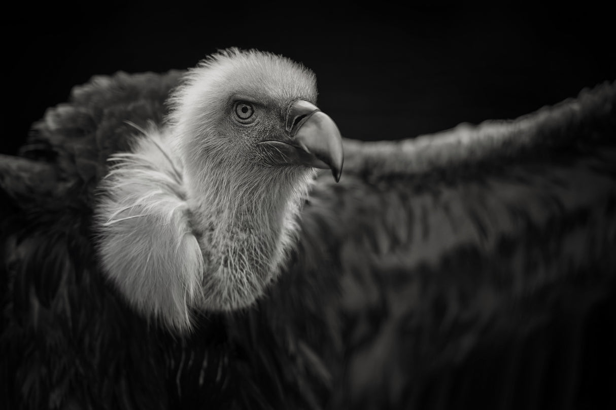 Griffon Vulture Poster och Canvastavla