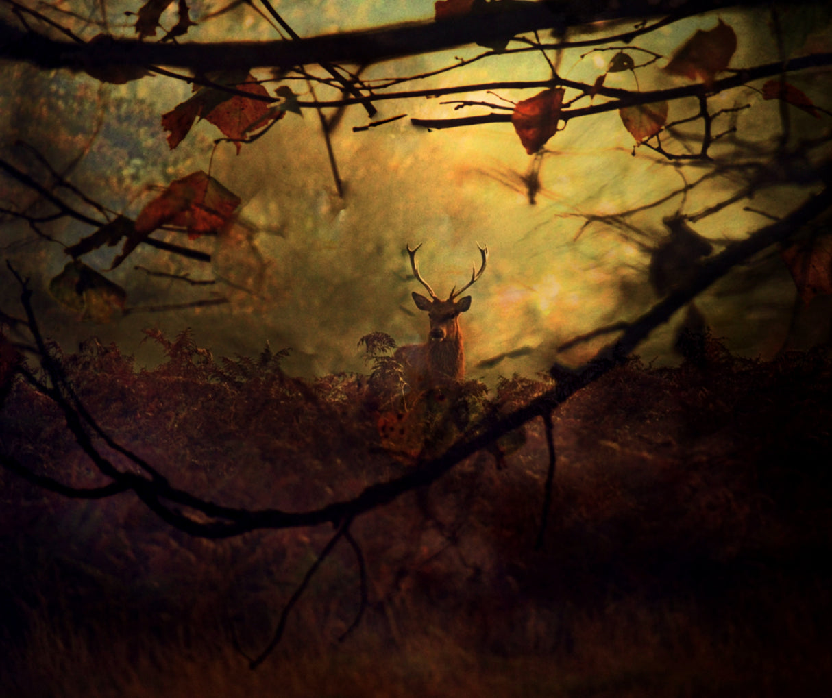 Autumn Dreams... Poster och Canvastavla