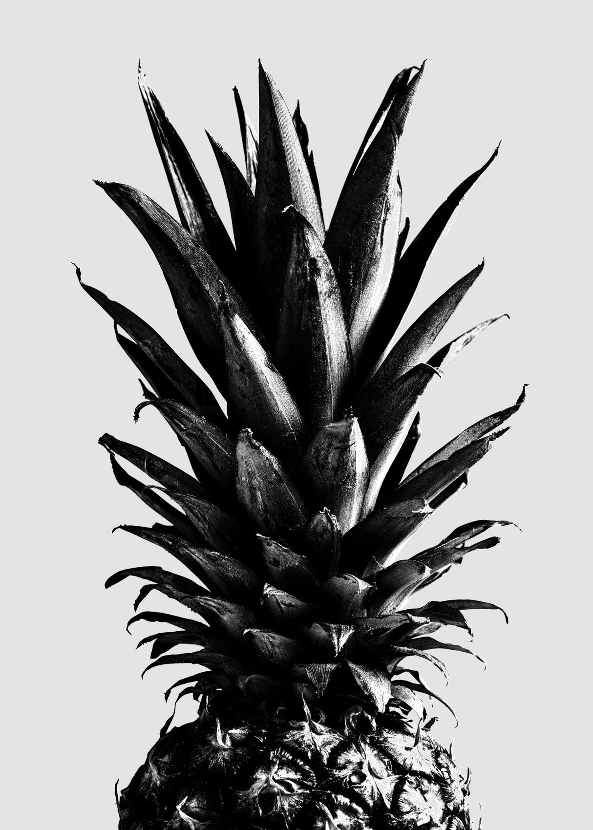 Pine Gray Poster och Canvastavla