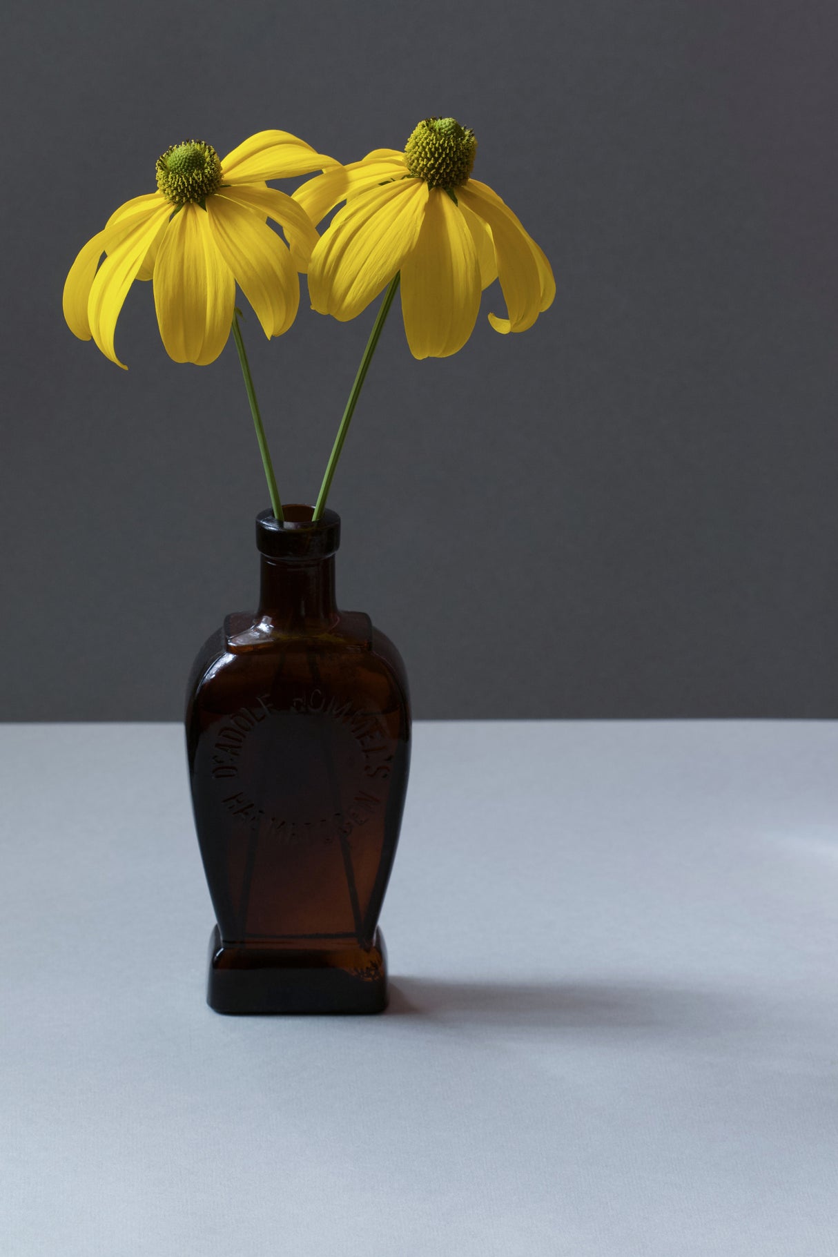 Yellow Rudbeckia Still Life Poster och Canvastavla