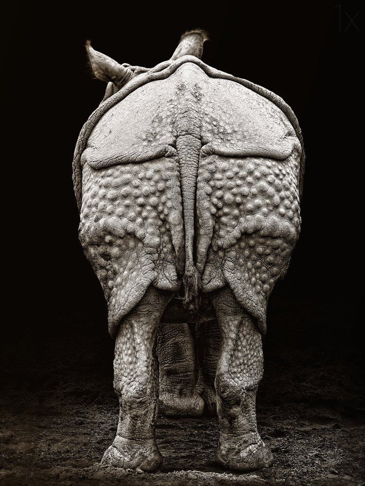 Rhino buttocks Poster och Canvastavla