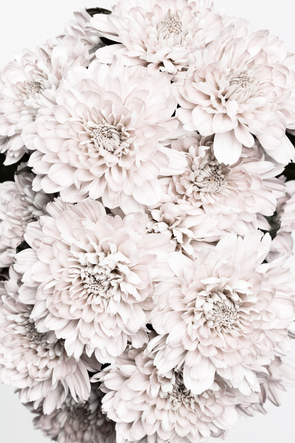 Chrysanthemum No 08 Poster och Canvastavla