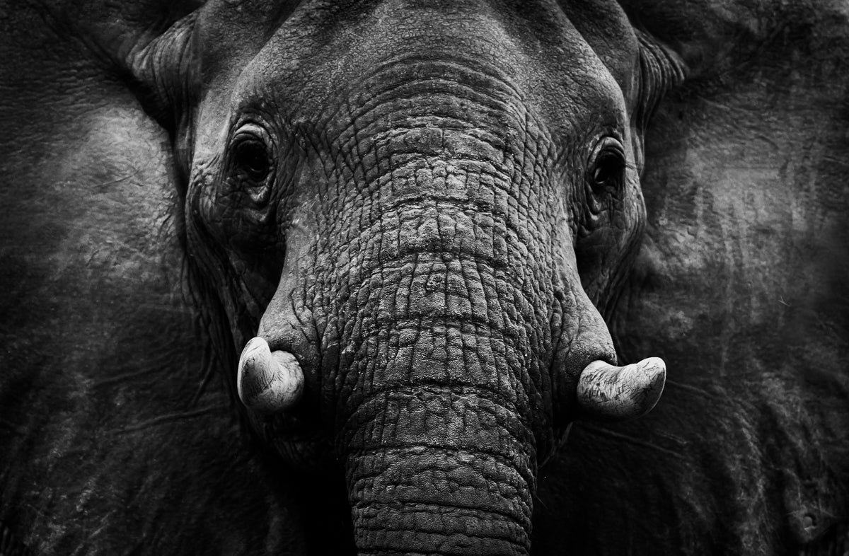 Elephant Poster och Canvastavla