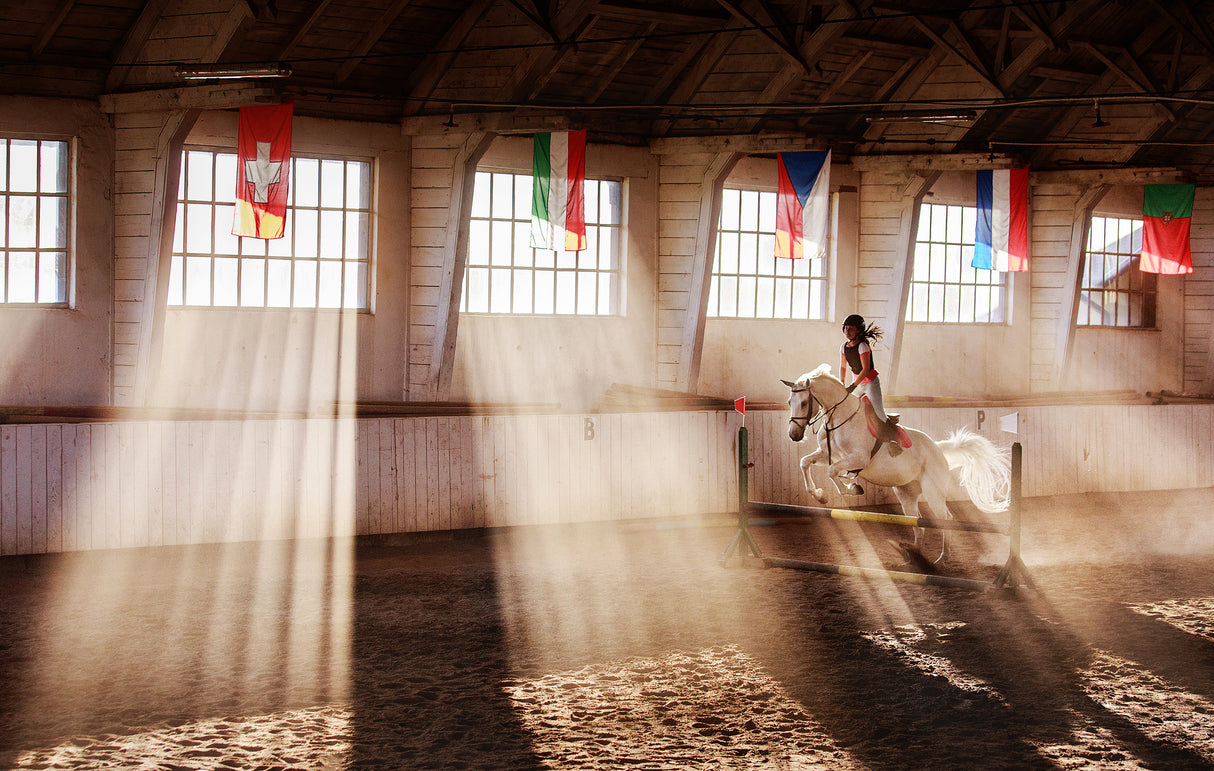 The White Stallion Poster och Canvastavla