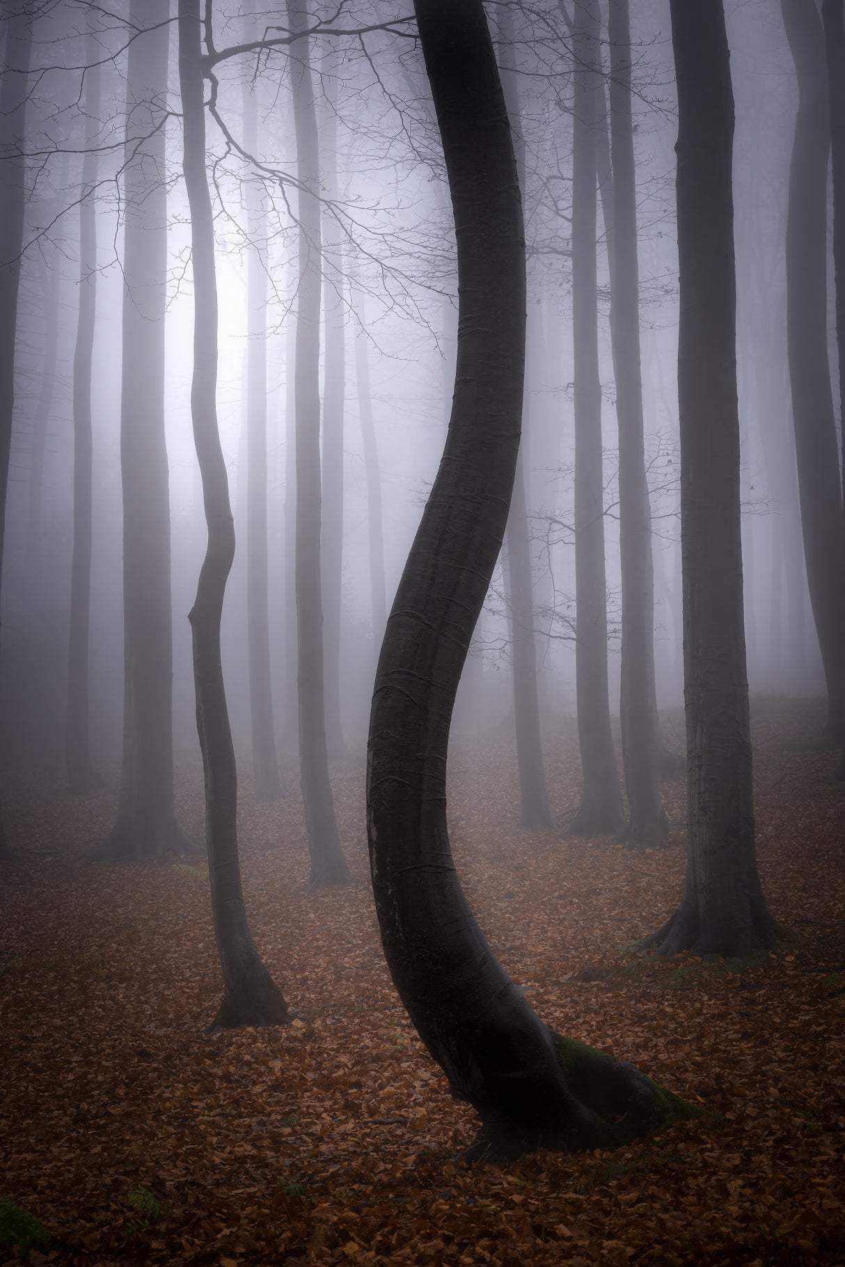 Foggy Autumn Poster och Canvastavla