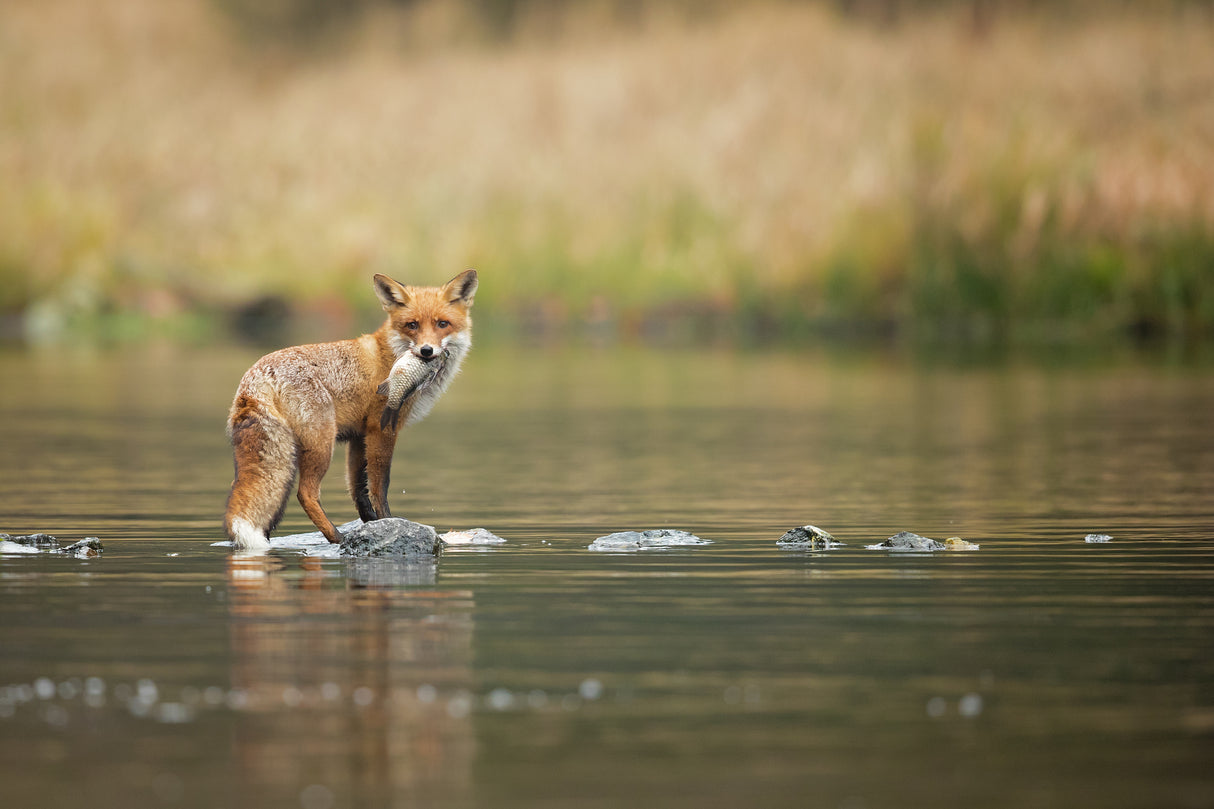 Red Fox Poster och Canvastavla
